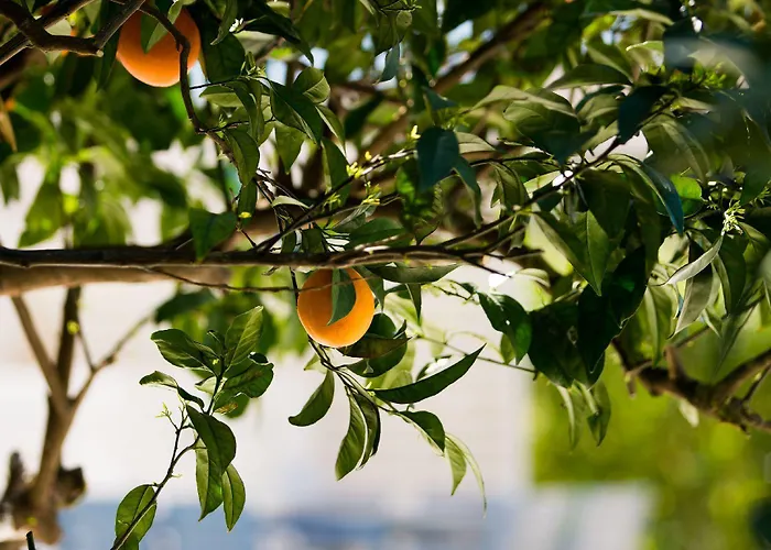 Antigone Estate Koskinou (Rhodes)